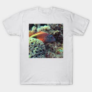 Freckled hawkfish T-Shirt